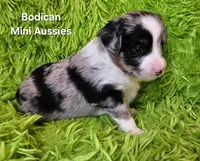 #5 ANTHEM ~ BMM, a male Toy Australian Shepherd for sale in Reagan, TN – 4 of 7