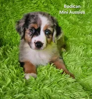 #2 VALOR ~BMM, a male Miniature Australian Shepherd for sale in Reagan, TN – 9 of 10