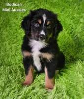 #1 WILLOW~BKF, a female Miniature Australian Shepherd for sale in Reagan, TN – 3 of 10