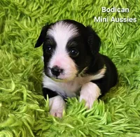 #7 BELL ~ BKF, a female Toy Australian Shepherd for sale in Reagan, TN – 8 of 9