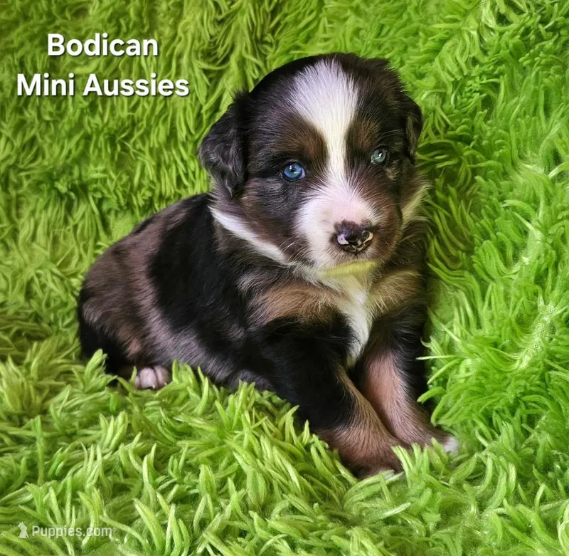 #7 DIESEL ~ BMM – Miniature Australian Shepherd puppy for sale in Reagan, TN