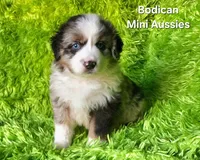 ROCKY #6, a male Miniature Australian Shepherd for sale in Reagan, TN – Photo 2 of 8