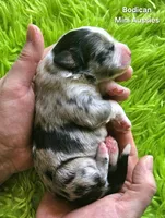 ROCKY #6, a male Miniature Australian Shepherd for sale in Reagan, TN – Photo 4 of 5