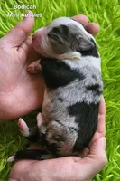 ROCKY #6, a male Miniature Australian Shepherd for sale in Reagan, TN – Photo 3 of 5