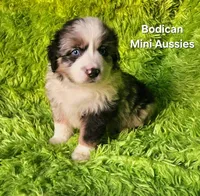 ROCKY #6, a male Miniature Australian Shepherd for sale in Reagan, TN – Photo 7 of 8
