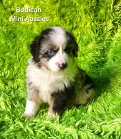 ROCKY #6, a male Miniature Australian Shepherd for sale in Reagan, TN – Photo 6 of 8