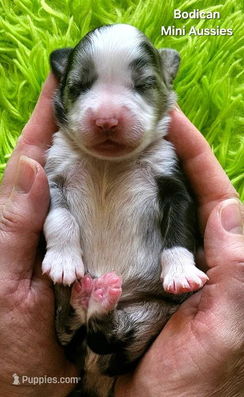 ROCKY #6, a male Miniature Australian Shepherd for sale in Reagan, TN – Photo 1 of 5