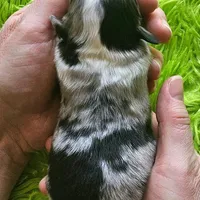 ROCKY #6, a male Miniature Australian Shepherd for sale in Reagan, TN – Photo 8 of 8