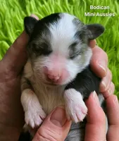 ROCKY #6, a male Miniature Australian Shepherd for sale in Reagan, TN – Photo 2 of 5