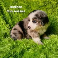 ROCKY #6, a male Miniature Australian Shepherd for sale in Reagan, TN – Photo 5 of 8
