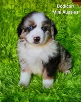 ROCKY #6, a male Miniature Australian Shepherd for sale in Reagan, TN – Photo 1 of 8