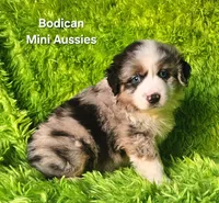 ROCKY #6, a male Miniature Australian Shepherd for sale in Reagan, TN – Photo 3 of 8