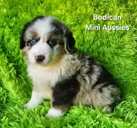 ROCKY #6, a male Miniature Australian Shepherd for sale in Reagan, TN – Photo 4 of 8