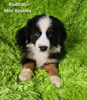 #4 JULIET ~ BKF, a female Miniature Australian Shepherd for sale in Reagan, TN – 4 of 10