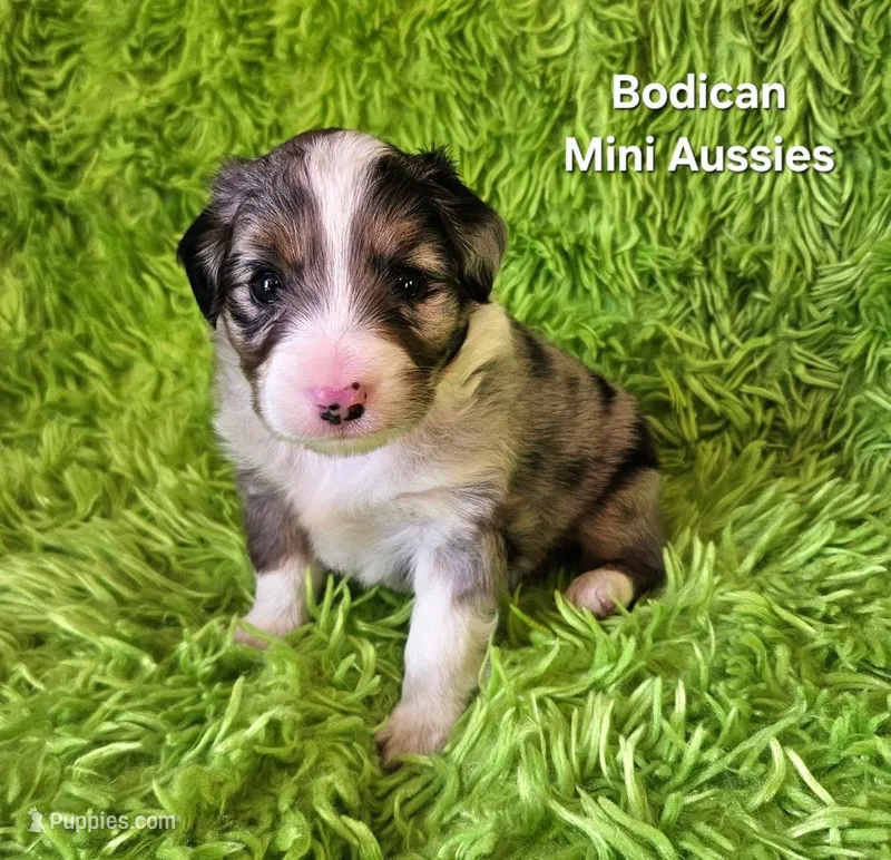 #3 CAPTAIN ~ BMM – Toy Australian Shepherd puppy for sale in Reagan, TN