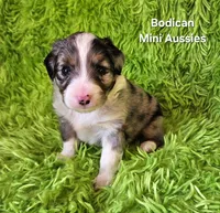 #3 CAPTAIN ~ BMM, a male Toy Australian Shepherd for sale in Reagan, TN – 1 of 8