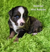 #7 DIESEL ~ BMM, a male Miniature Australian Shepherd for sale in Reagan, TN – 6 of 7