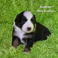 #4 JULIET ~ BKF, a female Miniature Australian Shepherd for sale in Reagan, TN – 6 of 7