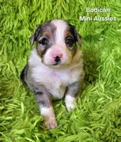 #1 ACE ~ BMM, a male Toy Australian Shepherd for sale in Reagan, TN – 1 of 8