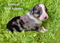 #1 ACE ~ BMM, a male Toy Australian Shepherd for sale in Reagan, TN – 7 of 8