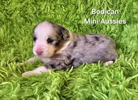#2 TANGO ~ BMM, a male Toy Australian Shepherd for sale in Reagan, TN – 6 of 7