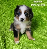 #6 LIBERTY ~ BMF, a female Miniature Australian Shepherd for sale in Reagan, TN – 10 of 10