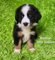 #4 JULIET ~ BKF, a female Miniature Australian Shepherd for sale in Reagan, TN – 8 of 10