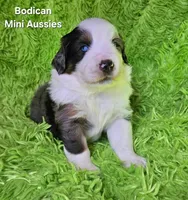 #3 MAJOR~ BMM, a male Miniature Australian Shepherd for sale in Reagan, TN – 4 of 9