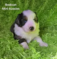 #3 MAJOR~ BMM, a male Miniature Australian Shepherd for sale in Reagan, TN – 5 of 9