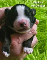 MOLLY #5, a female Miniature Australian Shepherd for sale in Reagan, TN – Photo 2 of 6