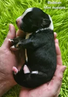 MOLLY #5, a female Miniature Australian Shepherd for sale in Reagan, TN – Photo 3 of 6