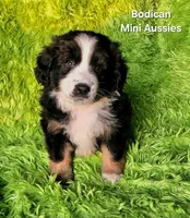 MOLLY #5, a female Miniature Australian Shepherd for sale in Reagan, TN – Photo 5 of 9