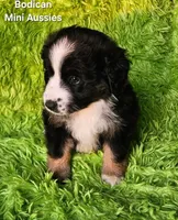 MOLLY #5, a female Miniature Australian Shepherd for sale in Reagan, TN – Photo 3 of 9