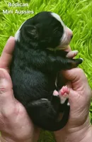 MOLLY #5, a female Miniature Australian Shepherd for sale in Reagan, TN – Photo 6 of 6