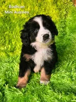 MOLLY #5, a female Miniature Australian Shepherd for sale in Reagan, TN – Photo 2 of 9