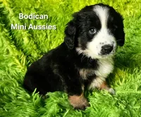 MOLLY #5, a female Miniature Australian Shepherd for sale in Reagan, TN – Photo 6 of 9