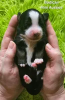 MOLLY #5, a female Miniature Australian Shepherd for sale in Reagan, TN – Photo 1 of 6