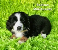 MOLLY #5, a female Miniature Australian Shepherd for sale in Reagan, TN – Photo 8 of 9