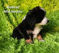 MOLLY #5, a female Miniature Australian Shepherd for sale in Reagan, TN – Photo 7 of 9