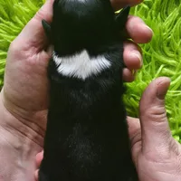 MOLLY #5, a female Miniature Australian Shepherd for sale in Reagan, TN – Photo 9 of 9