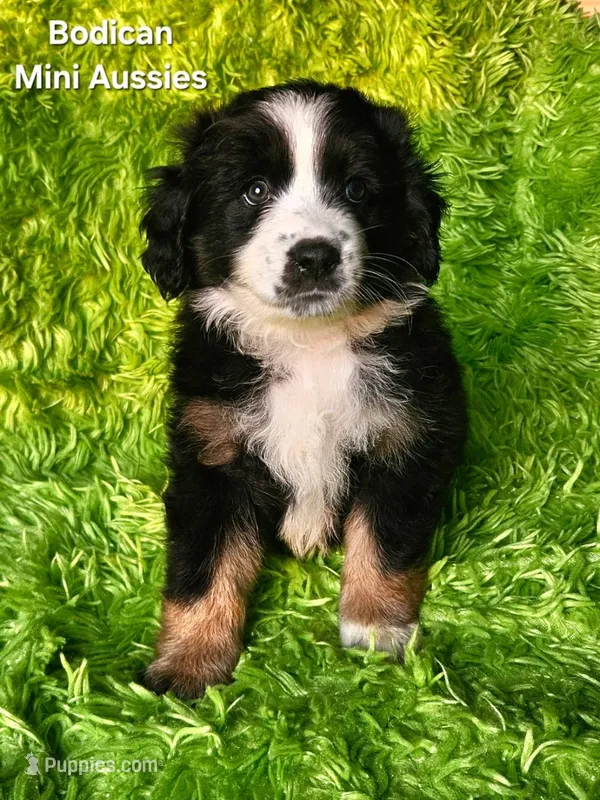 MOLLY #5 – Miniature Australian Shepherd puppy on hold in Reagan, TN