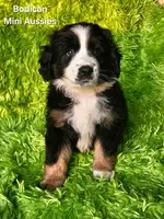 MOLLY #5, a female Miniature Australian Shepherd for sale in Reagan, TN – Photo 1 of 9