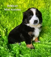 MOLLY #5, a female Miniature Australian Shepherd for sale in Reagan, TN – Photo 4 of 9