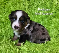 #7 DIESEL ~ BMM, a male Miniature Australian Shepherd for sale in Reagan, TN – 2 of 7