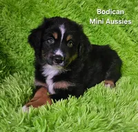 #1 WILLOW~BKF, a female Miniature Australian Shepherd for sale in Reagan, TN – 6 of 10
