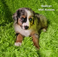 #2 VALOR ~BMM, a male Miniature Australian Shepherd for sale in Reagan, TN – 8 of 10