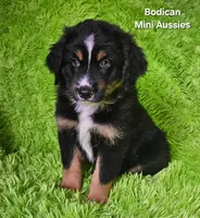 #1 WILLOW~BKF, a female Miniature Australian Shepherd for sale in Reagan, TN – 9 of 10