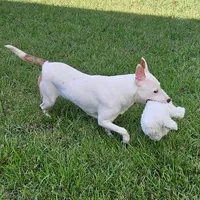 Bebe, a female Staffordshire Bull Terrier and German Shepherd Dog for sale in Reagan, TN – Photo 7 of 10
