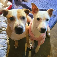 Bebe, a female Staffordshire Bull Terrier and German Shepherd Dog for sale in Reagan, TN – Photo 10 of 10