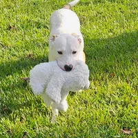 Bebe, a female Staffordshire Bull Terrier and German Shepherd Dog for sale in Reagan, TN – Photo 5 of 10